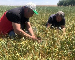 İl Tarım Müdürlüğü Ekim Arazilerini Korumaya Yönelik Çalışmaları Devam Ediyor