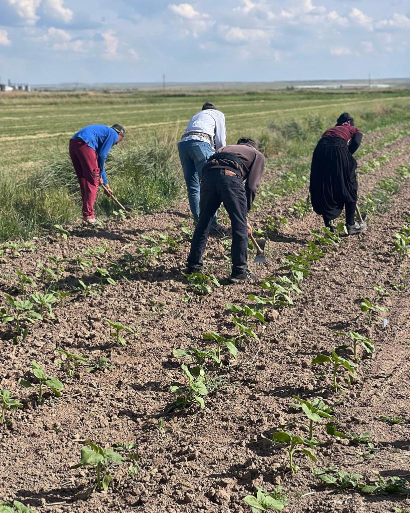 Güneydoğu’dan Aksaray’a gelerek tarım alanında