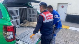 Jandarma Yaralı Sokak Köpeğine Yardım Etti