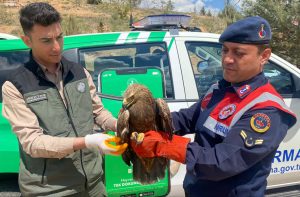 Aksaray Jandarma Yaralı Kartal Buldu