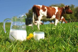 Aksaray’da süt ineklerinin fiyatı yükselişe geçti