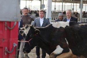 Aksaray’da kurbanlık çok, ithale gerek yok