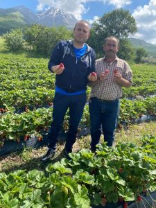 Aksaray’da mevsimin ilk çilekleri çıktı