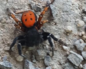 Aksaray’da Zehirli Uğur Böceği Örümceği Görüldü