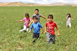 Aksaray Belediyesi, atıl arazilere nohut ekerek ihtiyaç sahiplerine ulaştırmayı hedefliyor