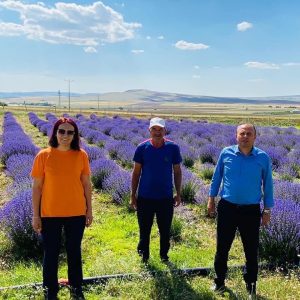 Tarım İl Müdürü Saklav, Lavanta bahçeleri gün geçtikçe artıyor