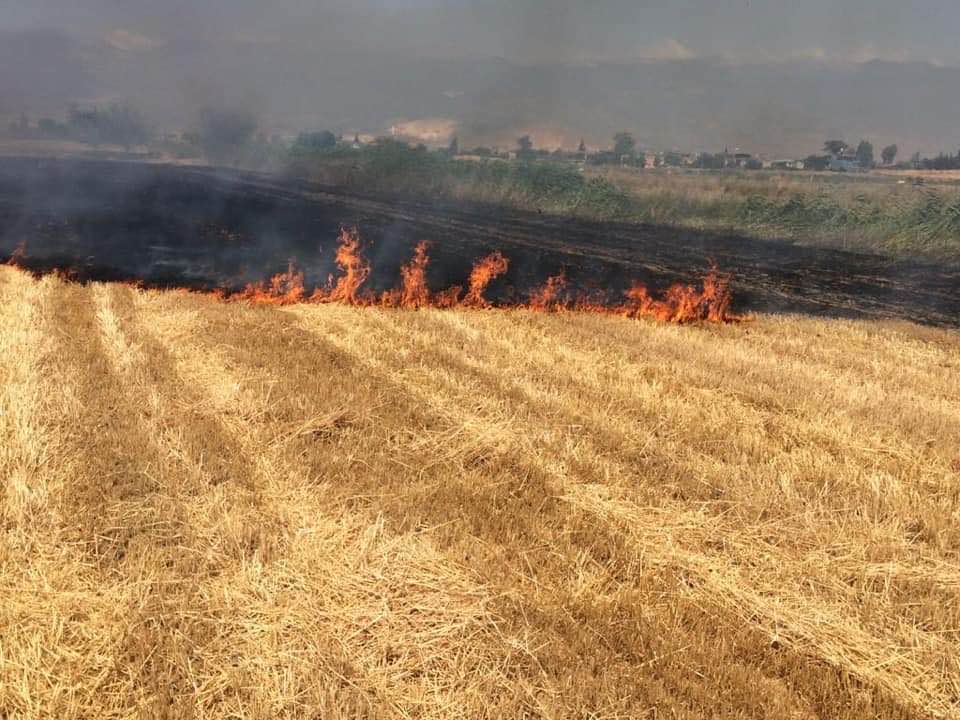 Aksaray Tarım ve Orman