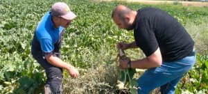 Aksaray Ziraat Odası, üretimin artmasına yönelik arazi kontrollerini sürdürüyor