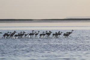 Flamingo yavruları Tuz Gölü’nde büyüyor