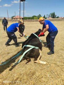 AFAD ekipleri foseptik çukuruna düşen ineği kurtardı