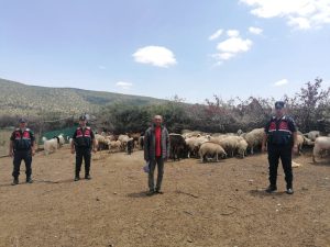 Kaybolan 100 adet koyunu Jandarma buldu