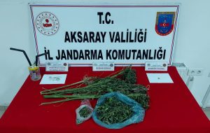 Aksaray’da jandarma çatı katındaki uyuşturucu bahçesini bastı