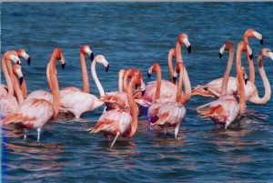 Tuz Gölü, Flamingolar ve Kuş Gözlemcileri İçin Benzersiz Bir Doğa Cenneti