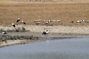 Hava sıcaklığı leylekleri de etkiledi