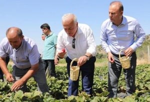 Aksaray Valisi Kumbuzoğlu çilek topladı