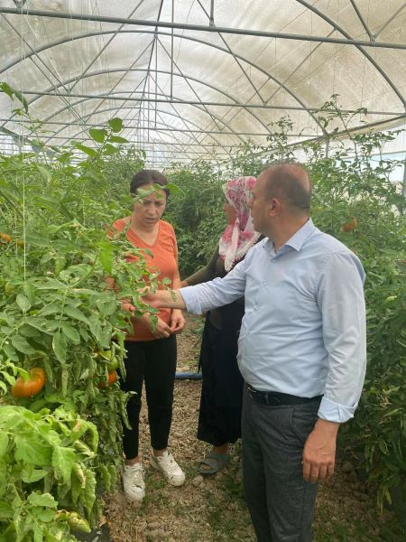 Hastalıklı domatesler yüz güldürmedi