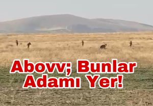 Abovv; Bunlar Adamı Yer!