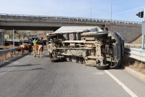 Büyükbaş hayvan taşırken devrilen kamyonetin sürücüsü yaralandı