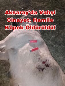 Aksaray’da vahşetin böylesi yaşanmadı! hamile köpeği öldürdüler