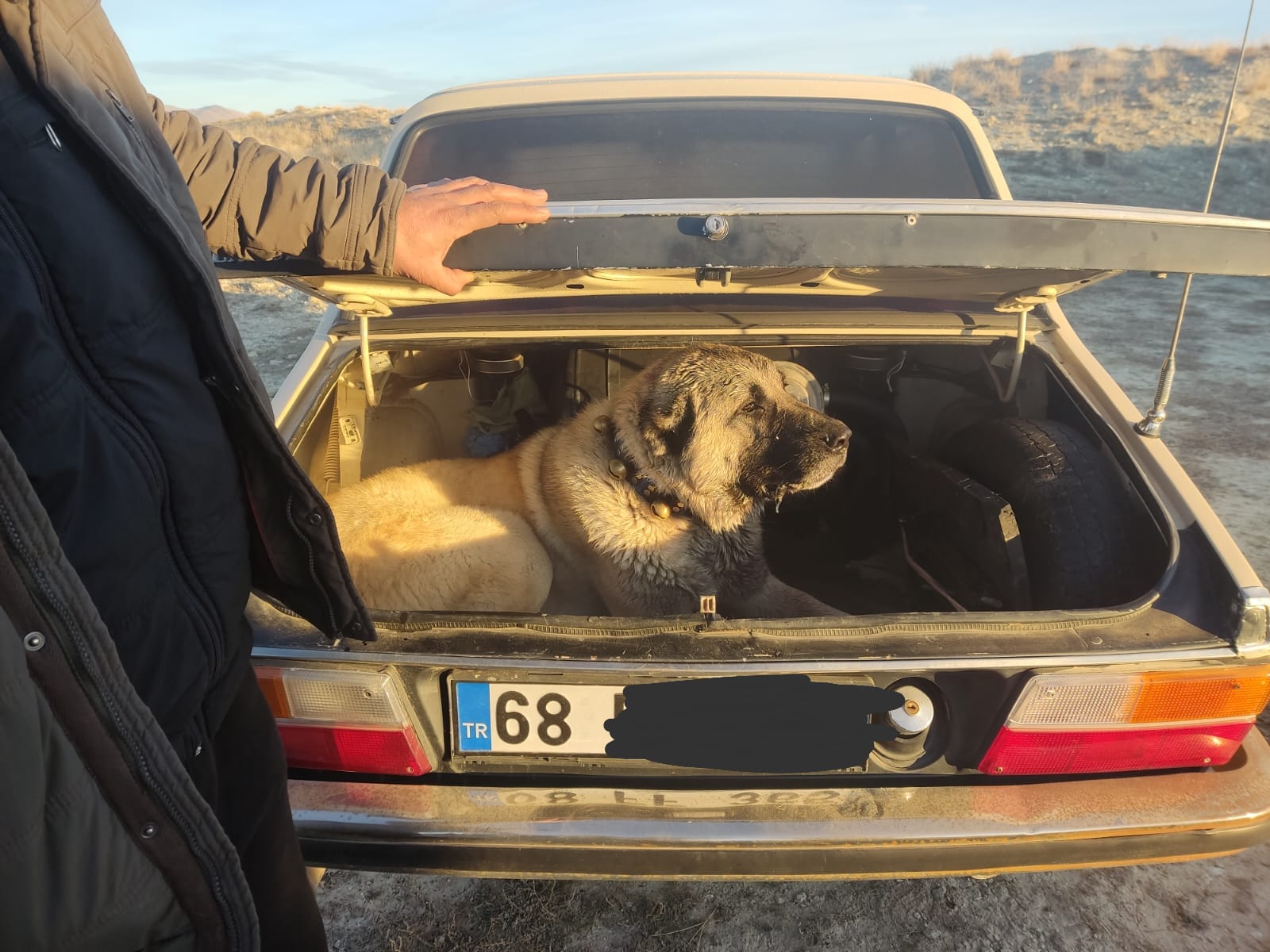 Kayseri’nin Yeşilhisar ilçesinde, köpek