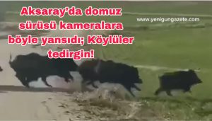 Aksaray’da domuz sürüsü köye indi! Kameralara böyle yansıdı; Köylüler tedirgin!