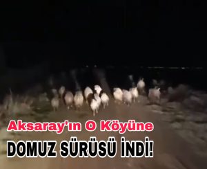 Aksaray’ın O Köyünde Domuz Sürüsü Paniği;İşte O Görüntüler!