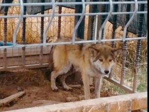 Aksaray’da Vahşi Serüven; Güçten Düşmüş Kurt, Şehri Ayağa Kaldırdı!