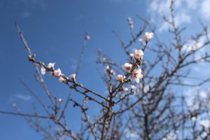 Komşu İlde; Kış Ortasında Ağaçlar Çiçek Açtı!