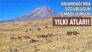 Hasandağı’nda Özgürlüğün Sembolü: Yılkı Atları