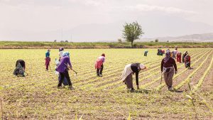 Aksaraylı çiftçilerin fark ödemesi hesaplarına aktarıldı