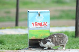 Sokak hayvanları için ses getiren çağrı: “Başkan Dinçer, zarar vermeyelim!”