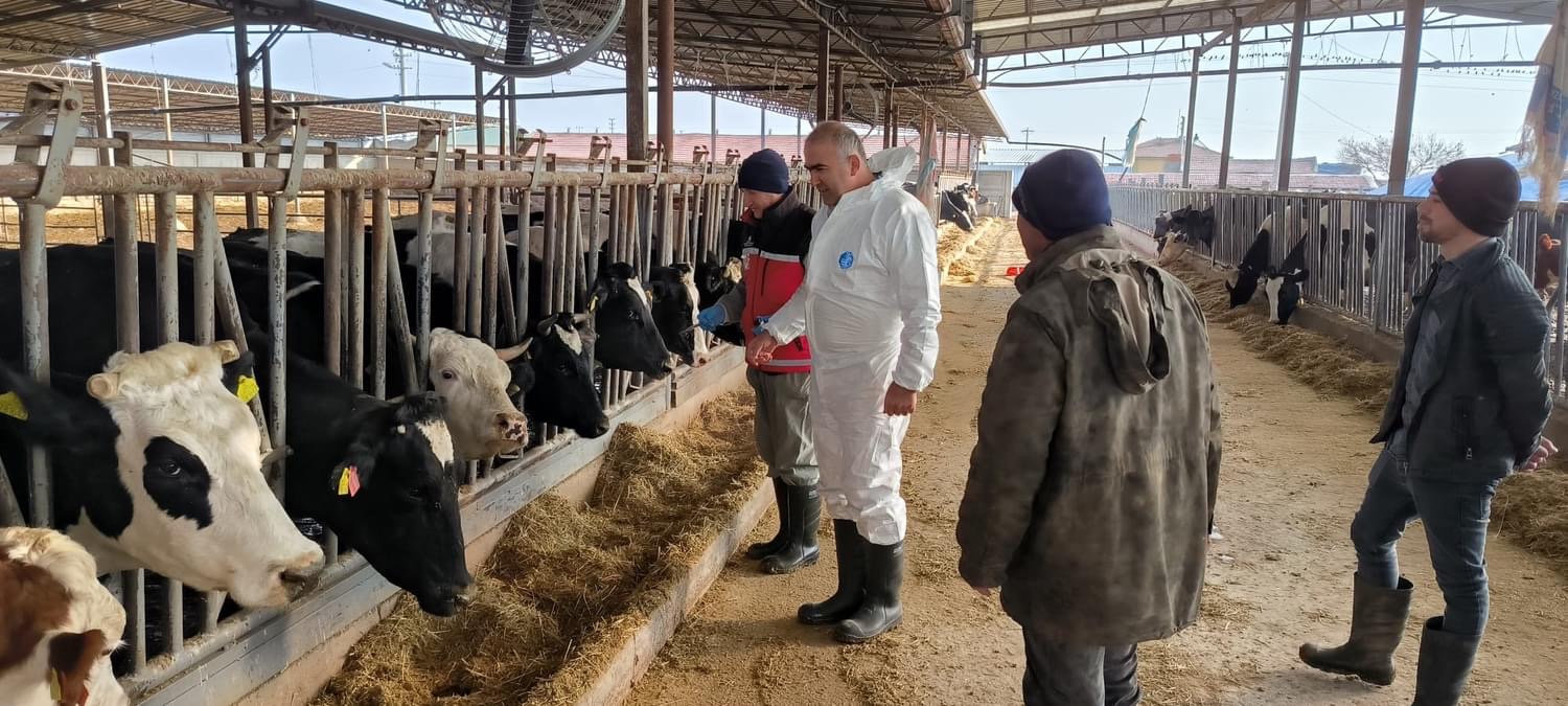 Aksaray’da Şap Hastalığıyla Mücadelede