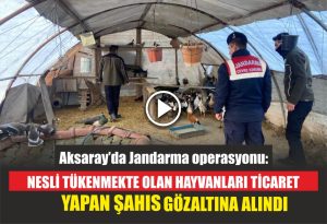 Aksaray’da Jandarma operasyonu: nesli tükenmekte olan hayvanları ticaret yapan şahıs gözaltına alındı!