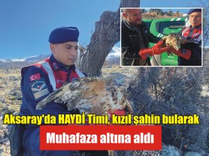 Aksaray’da HAYDİ Timi, kızıl şahin bularak muhafaza altına aldı