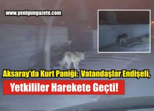Eskil ilçesinde bir kurt, yolunu kaybederek ilçe merkezine indi. Bu