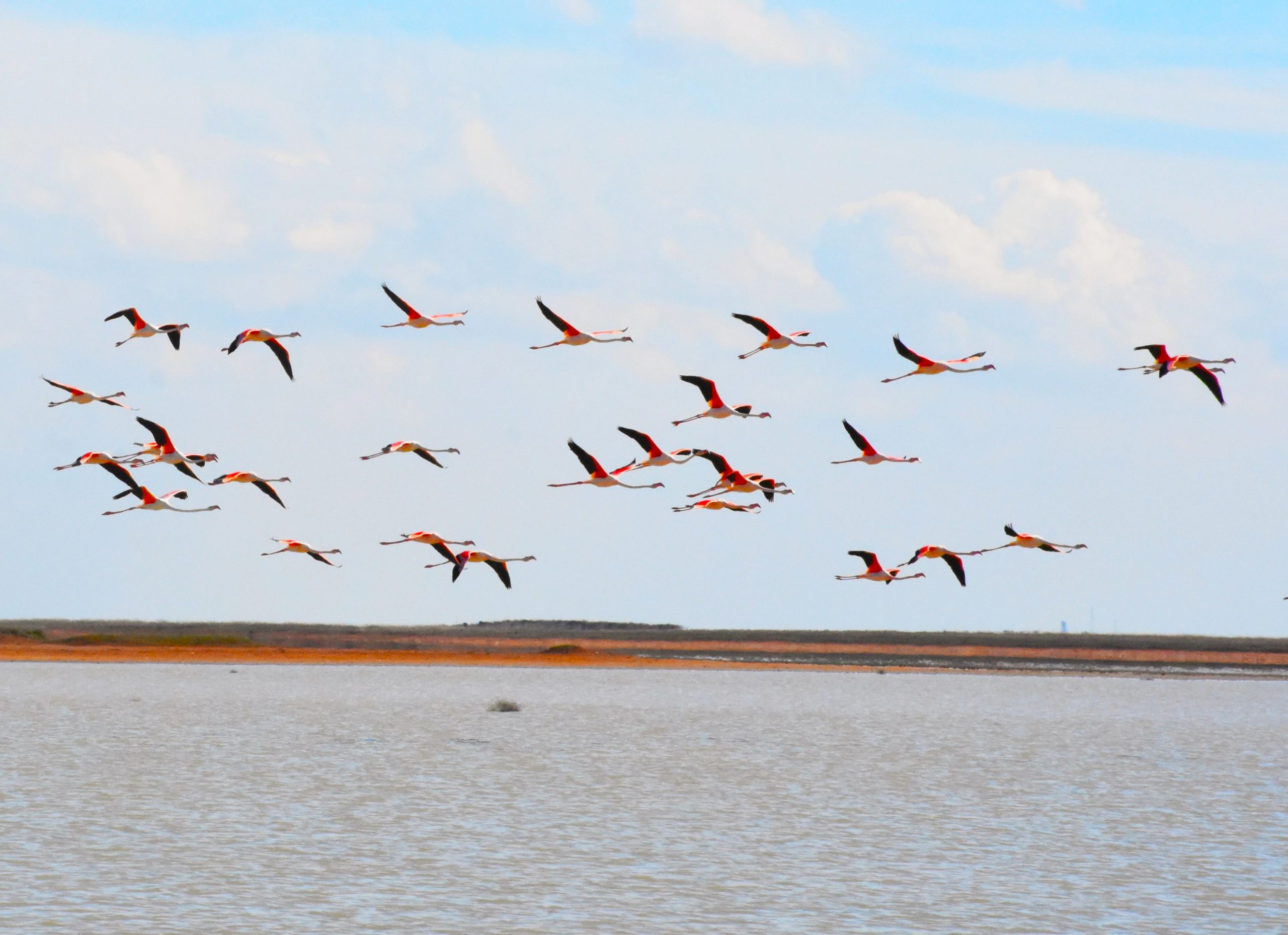 Flamingolar, kendileri için dünyadaki