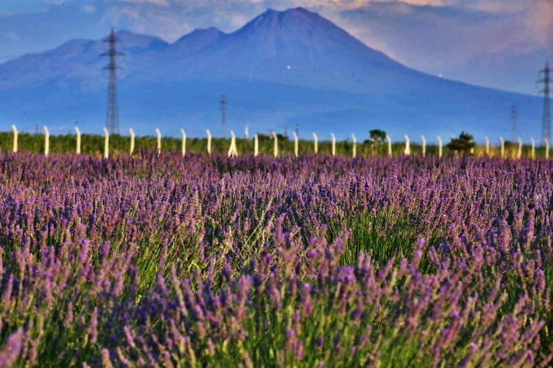 Aksaray Belediyesi tarafından hayata