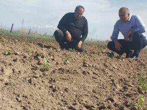 Tarlada İnceleme; Aksaray’da Başkan ve İl Müdürü Sahada Adım Attı!