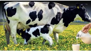 Aksaray hayvancılıkta bambaşka; İnek azaldı süt arttı!