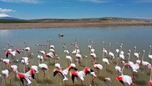 Aksaray’da Doğa Harikası: Flamingo Cenneti Tuz Gölü’nde Görsel Şölen Başladı!