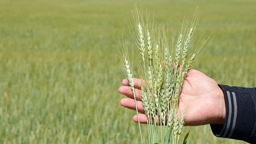 Koçak’tan Çarpıcı Uyarı: Aksaray’da Buğday Üretim Maliyetleri Kontrolden Çıktı!