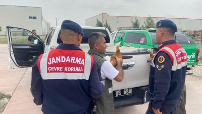 Aksaray'da beslenmesi yasak olan deve kuşu bulunduran işletmeye para cezası