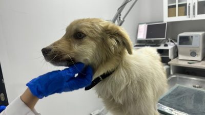 Konya’nın Akşehir ilçesinde bir hayvansever, otomobilin çarptığı yaralı sahipsiz köpeği