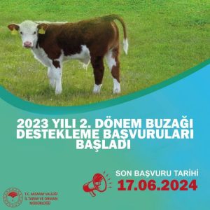 Yetiştiriciler dikkat; 2. Dönem Buzağı Destekleme başvuruları başladı!