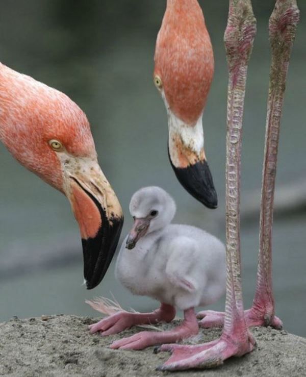 Tuz Gölü’nde geçen yıl 12 bin 880 flamingo dünyaya geldi