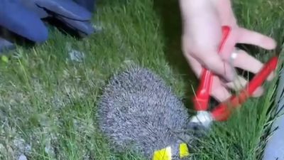 Sivas’ta boynu plastik halkaya sıkışan kirpi, itfaiye ekiplerince kurtarıldı. Yenişehir