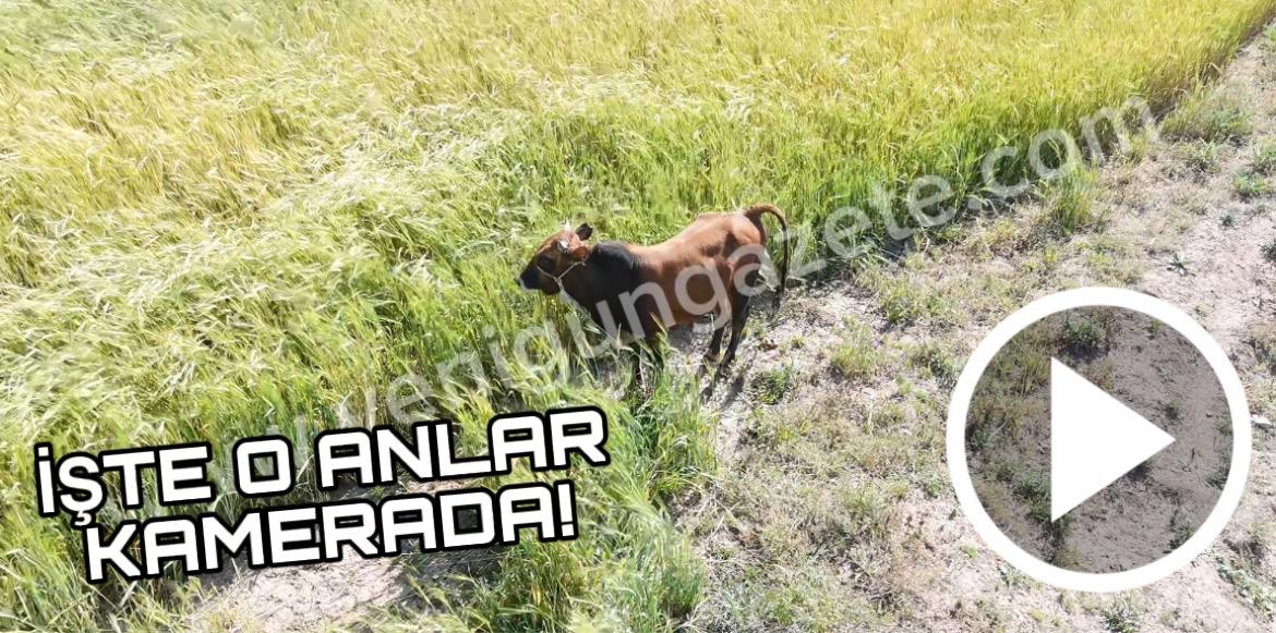 Aksaray’da kaçan kurbanlık 24 Saat sonra gazetemizin Drone ile işte böyle bulundu!