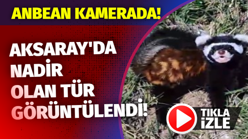 Aksaray’da nadir olan tür görüntülendi; Anbean kamerada!