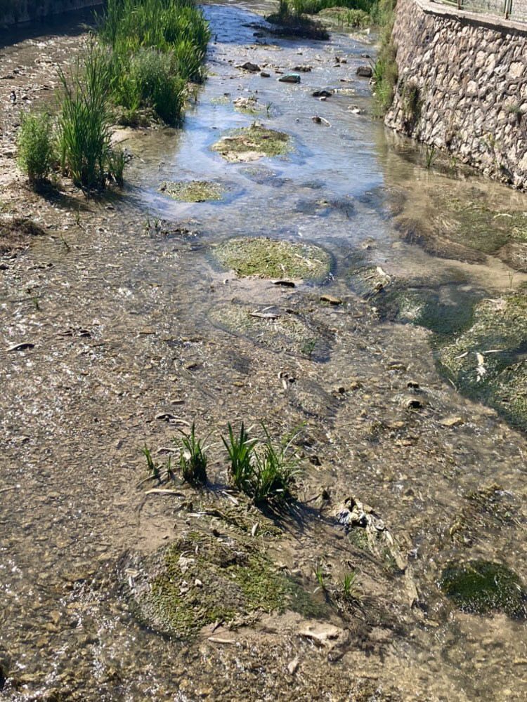 Balık ölümleri ile ilgili inceleme başlatıldı