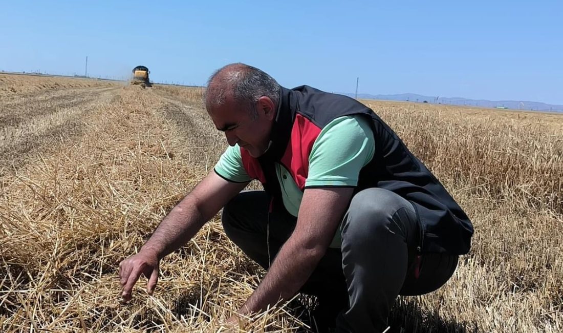 Aksaray’da Dane Kaybı Neredeyse